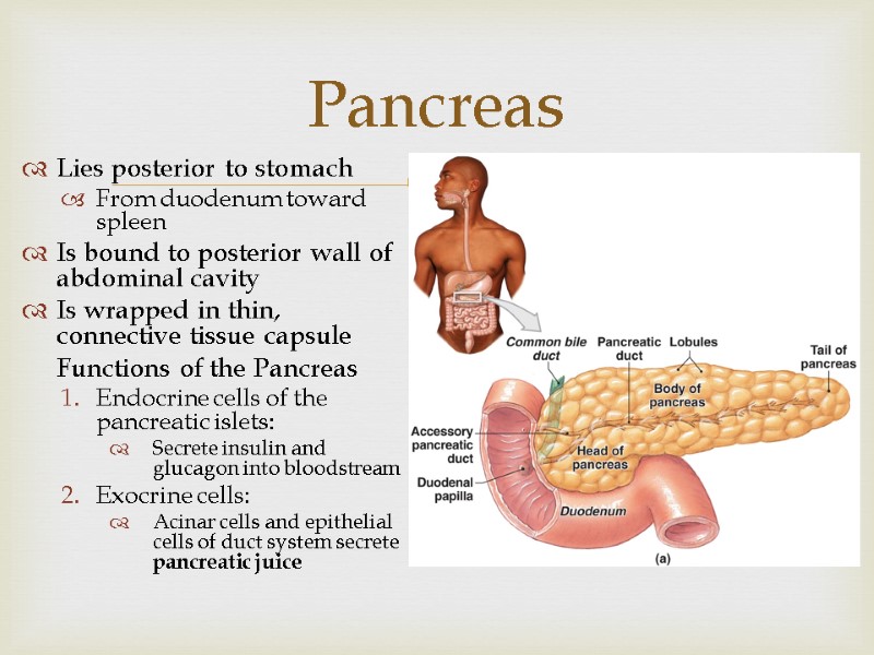 Lies posterior to stomach From duodenum toward spleen Is bound to posterior wall of